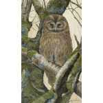 birds-of-prey-paintings-tawny-owl-hector-suzanne-perry-art-173