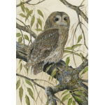 birds-of-prey-paintings-tawny-owl-willow-suzanne-perry-181