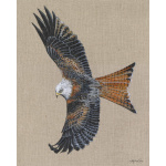birds-of-prey-red-kite-ember-canvas-338-website