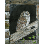 birds-of-prey-tawny-owl-in-the-frame-spart-385