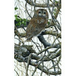 birds-of-prey-tawny-owl-tangleweed-suzanne-perry-art-280_642570694