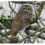 birds-of_prey-paintings-tawny-owl-amber-suzanne-perry-art-297
