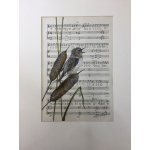 birds-sedge-warbler-on-music-mounted_352066396