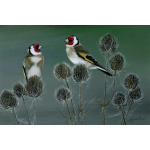 garden-birds-goldfinches-spart-389-14x10_1113136250