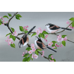 garden-birds-long-tailed-tits-spart-388-14x10_1556678159