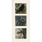 garden-birds-paintings-blackbird-robin-sparrow-garden-collection-suzanne-perry-art-259-0427_2116063669