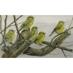 garden-birds-paintings-greenfinches-suzanne-perry-art-211
