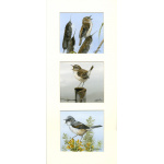 garden-birds-paintings-sedgew-warbler-wren-white-throat-suzanne-perry-art-239