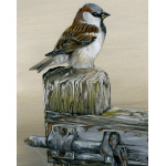 garden-birds-paintings-sparrow-gatekeeper-suzanne-perry-art-157
