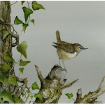 garden-birds-paintings-wren-ivy-suzanne-perry-art-247