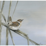 garden-birds-paintings-wren-jenny-suzanne-perry-art-182