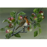 garden-birds-robin-spart-386-14x10