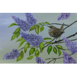 garden-birds-wren-spart-387-14x10