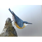 nuthatch-on-aluminium-sp-art-381