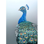 peacock_on_aluminium