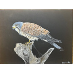 sp_art_kestrel_on_black_canvas