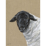 suffolk-ram-canvas-326_website