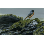 visiting-birds-paintings-redstart-suzanne-perry-art-289_1402662244