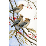 visiting-birds-paintings-waxwings-earful-suzanne-perry-art-079