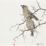 visiting-birds-paintings-waxwings-winter-visitors-suzanne-perry-art-188