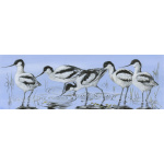 water-and-coastal-birds-paintings-avocets-visit-suzanne-perry-art-205