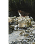water-and-coastal-birds-paintings-dipper-suzanne-perry-art-269