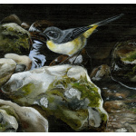 water-and-coastal-birds-paintings-grey-wagtail-suzanne-perry-art-252_1699977317