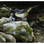 water-and-coastal-birds-paintings-grey-wagtail-suzanne-perry-art-252_579051128