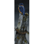 water-and-coastal-birds-paintings-kingfisher-suzanne-perry-art-5029