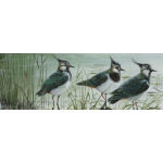 water-and-coastal-birds-paintings-lapwings-suzanne-perry-122