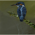 water-birds-kingfisher-droplets-s-p-art-354_2006252149