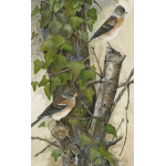 woodland-birds-paintings-bramblings-suzanne-perry-art-195