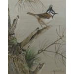 woodland-birds-paintings-crested-tit-caledonian-king-suzanne-perry-art-156