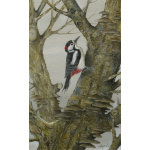 woodland-birds-paintings-great-spotted-woodpecker-heart-of-the-forest-suzanne-perry-art216
