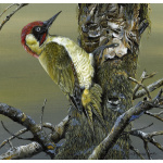 woodland-birds-paintings-green-woodpecker-suzanne-perry-art-266cr