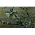 woodland-birds-paintings-nuthatch-_ancient-wood-suzanne-perry-art-285