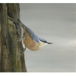 woodland-birds-paintings-nuthatch-suzanne-perry-art-196_264926050