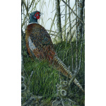 woodland-birds-paintings-pheasant-out-of-sight-suzanne-perry-art-283_987717747