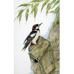 woodland-birds-paintings-woodpecker-up-on-the-roof-suzanne-perry-art-104-2
